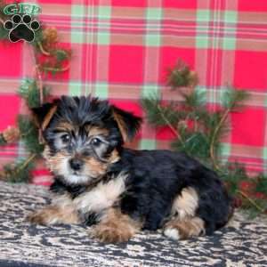 Precious, Yorkie Puppy