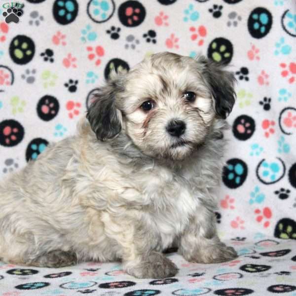 Preston, Havanese Puppy