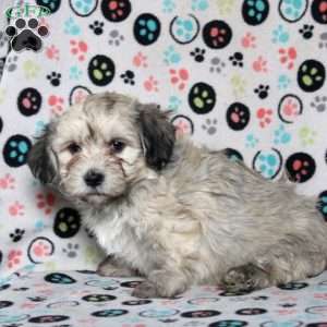 Preston, Havanese Puppy