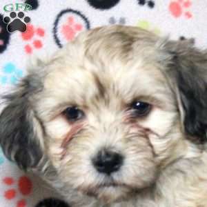 Preston, Havanese Puppy