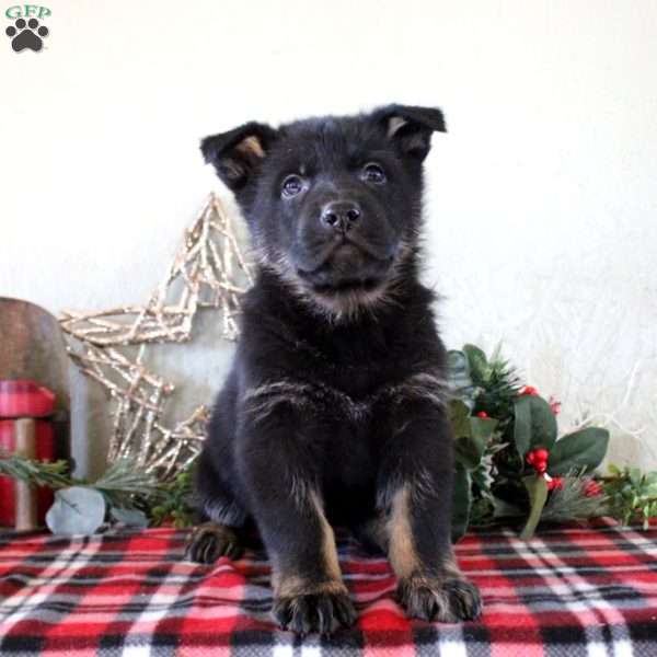 Preston, German Shepherd Puppy