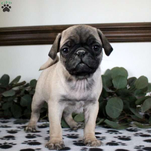 Preston, Pug Puppy