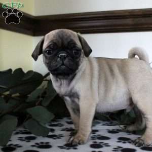 Preston, Pug Puppy