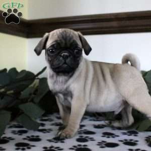 Preston, Pug Puppy