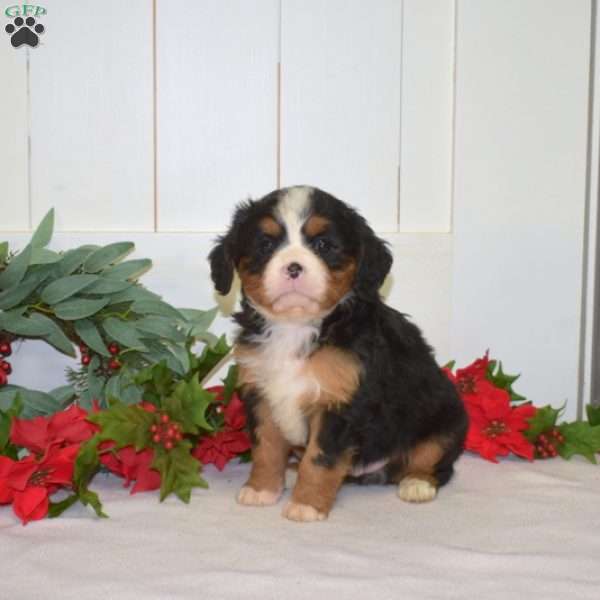 Pretzel, Miniature Bernese Mountain Dog Puppy