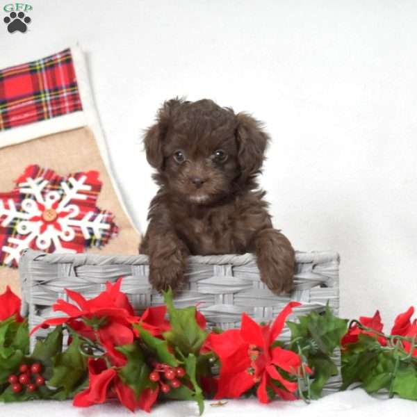 Pretzel, Shih-Poo Puppy