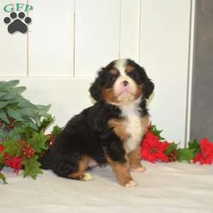 Pretzel, Miniature Bernese Mountain Dog Puppy