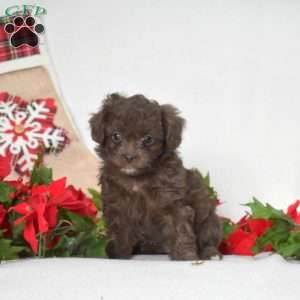 Pretzel, Shih-Poo Puppy