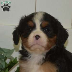 Pretzel, Miniature Bernese Mountain Dog Puppy