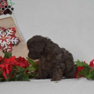 Pretzel, Shih-Poo Puppy