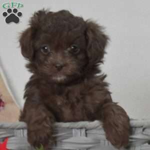 Pretzel, Shih-Poo Puppy