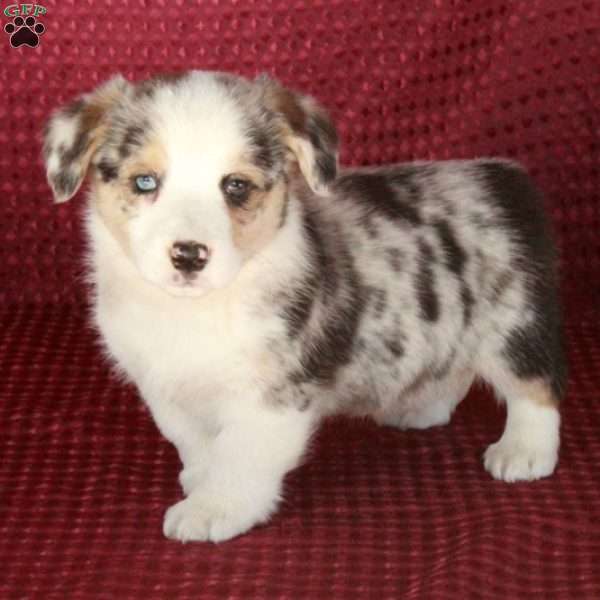 Prince, Welsh Corgi Mix Puppy