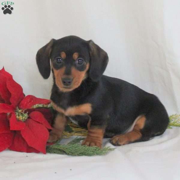 Prince-Mini, Dachshund Puppy