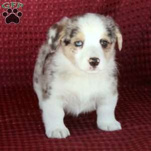 Prince, Welsh Corgi Mix Puppy