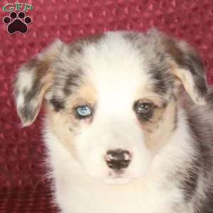 Prince, Welsh Corgi Mix Puppy