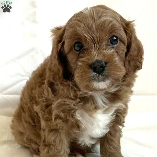 Prince, Cavapoo Puppy