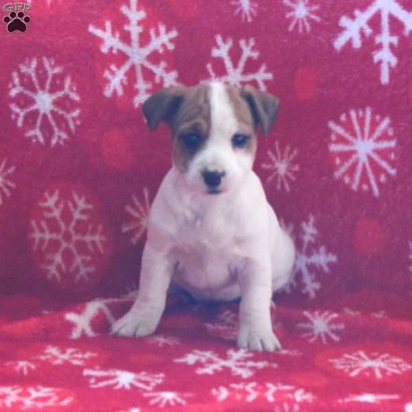 Princess, Jack Russell Terrier Puppy