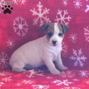 Princess, Jack Russell Terrier Puppy