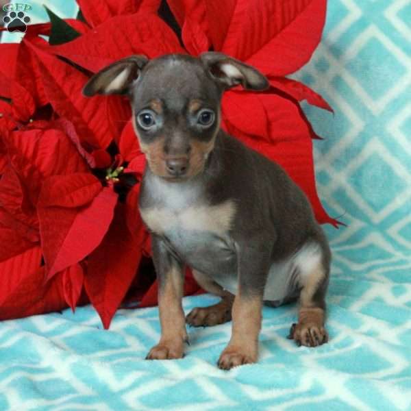 Pumpkin, Miniature Pinscher Puppy