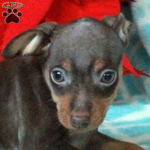 Pumpkin, Miniature Pinscher Puppy