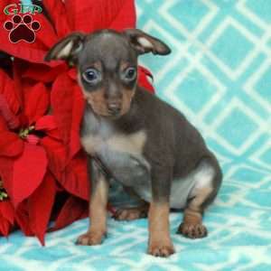 Pumpkin, Miniature Pinscher Puppy