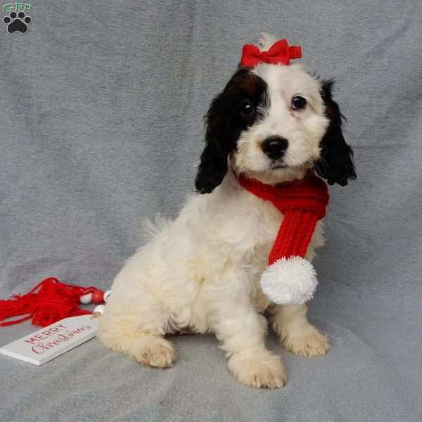 Snoopy, Cockapoo Puppy