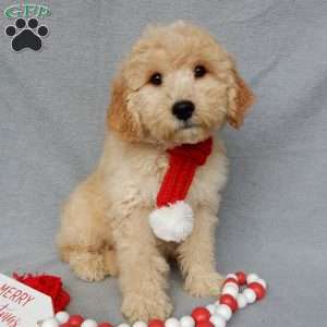 Dusty, Mini Goldendoodle Puppy