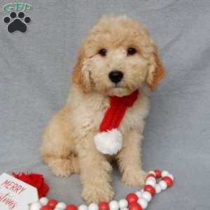 Dusty, Mini Goldendoodle Puppy