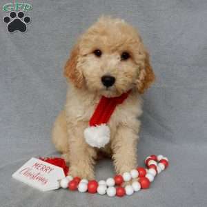 Dusty, Mini Goldendoodle Puppy