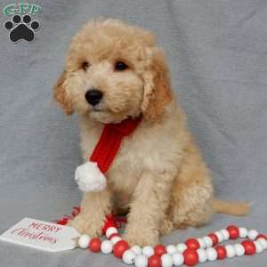 Dusty, Mini Goldendoodle Puppy