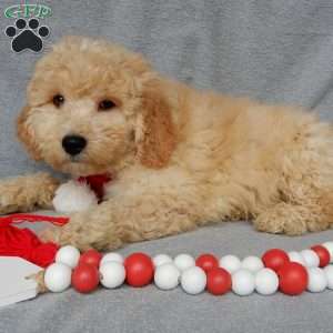 Dusty, Mini Goldendoodle Puppy