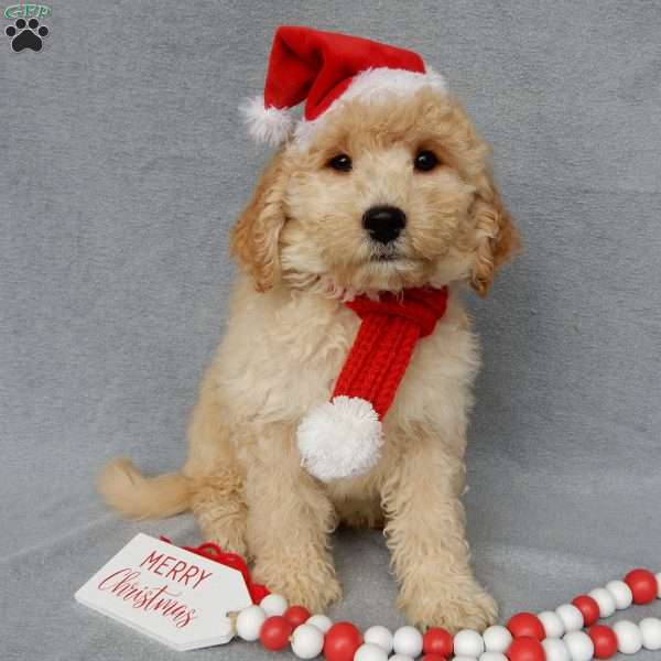 Dusty, Mini Goldendoodle Puppy