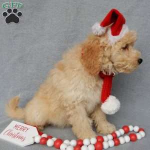 Dusty, Mini Goldendoodle Puppy