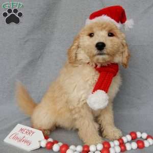 Dusty, Mini Goldendoodle Puppy