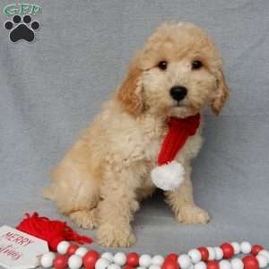 Dusty, Mini Goldendoodle Puppy