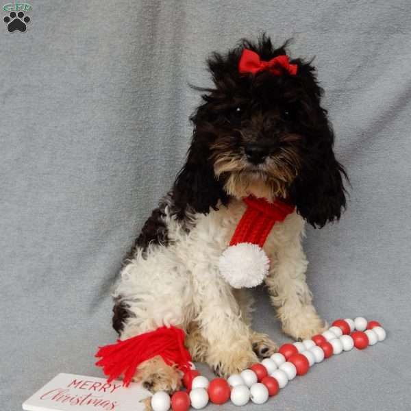 Charlotte, Cockapoo Puppy