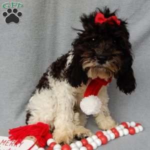 Charlotte, Cockapoo Puppy