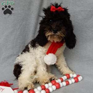 Charlotte, Cockapoo Puppy