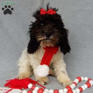 Charlotte, Cockapoo Puppy