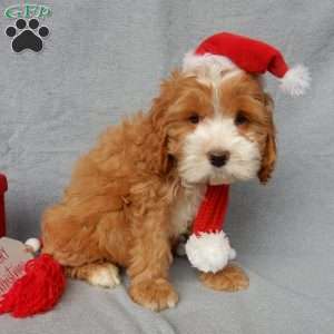 Teddy, Cockapoo Puppy