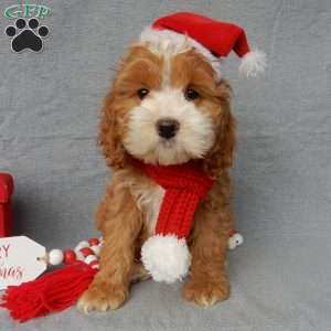 Cockapoo Puppies for Sale - Greenfield Puppies