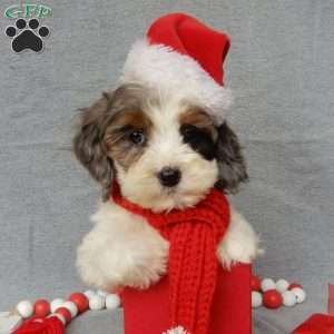 Cockapoo Puppies for Sale - Greenfield Puppies