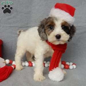 Dasher, Cockapoo Puppy