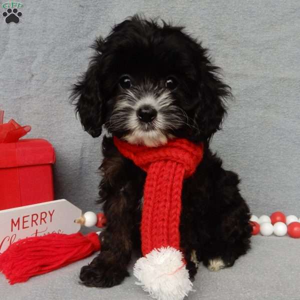 Holly, Cockapoo Puppy