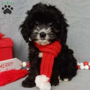 Holly, Cockapoo Puppy