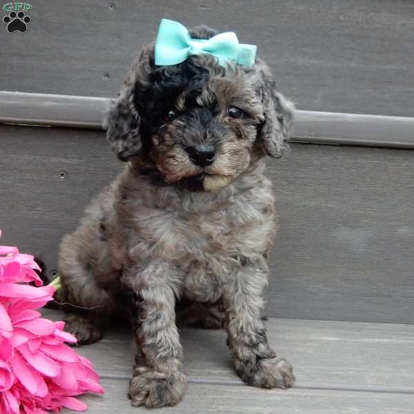 Joy-(micro mini), Mini Goldendoodle Puppy