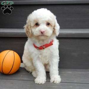 Frosty-(micro mini), Mini Goldendoodle Puppy