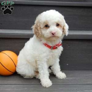 Frosty-(micro mini), Mini Goldendoodle Puppy