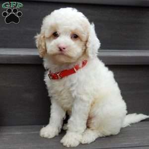 Frosty-(micro mini), Mini Goldendoodle Puppy