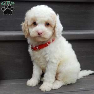 Frosty-(micro mini), Mini Goldendoodle Puppy